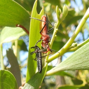 Gminatus australis at Bullen Range - 6 Jan 2024