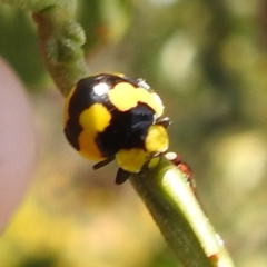 Illeis galbula (Fungus-eating Ladybird) at Kambah, ACT - 6 Jan 2024 by HelenCross