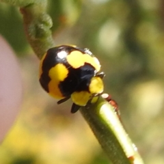 Illeis galbula (Fungus-eating Ladybird) at Bullen Range - 6 Jan 2024 by HelenCross