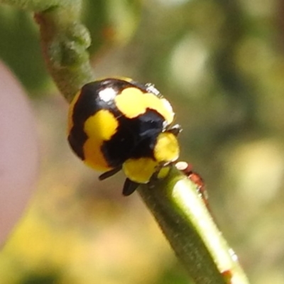 Illeis galbula (Fungus-eating Ladybird) at Kambah, ACT - 6 Jan 2024 by HelenCross