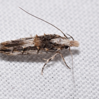 Trachydora musaea (Cosmopterigidae) by DianneClarke
