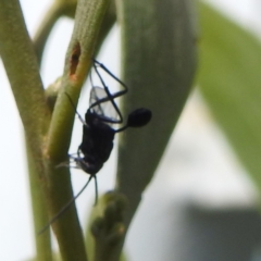 Evaniidae (family) (Hatchet wasp) at Kambah, ACT - 6 Jan 2024 by HelenCross
