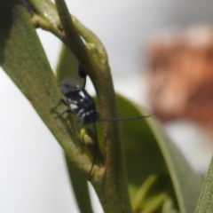 Evaniidae (family) at Bullen Range - 6 Jan 2024