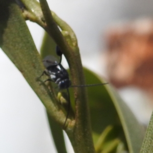 Evaniidae (family) at Bullen Range - 6 Jan 2024