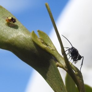 Evaniidae (family) at Bullen Range - 6 Jan 2024