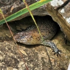 Egernia cunninghami (Cunningham's Skink) at Lake Burley Griffin West - 6 Jan 2024 by nmcphan