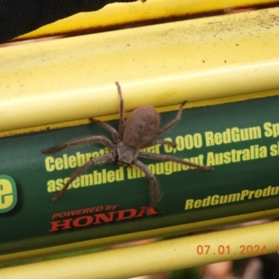 Isopeda villosa (Brown Huntsman Spider) at Wollondilly Local Government Area - 7 Jan 2024 by bufferzone