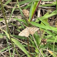 Scopula rubraria (Reddish Wave, Plantain Moth) at Mount Jerrabomberra QP - 7 Jan 2024 by Mavis