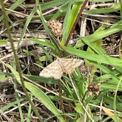 Scopula rubraria (Reddish Wave, Plantain Moth) at Mount Jerrabomberra QP - 7 Jan 2024 by Mavis