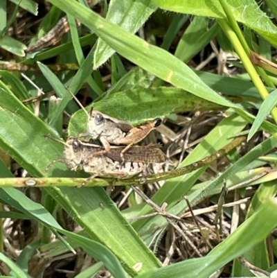 Phaulacridium vittatum (Wingless Grasshopper) at Mount Jerrabomberra QP - 7 Jan 2024 by Mavis