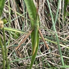 Acrida conica (Giant green slantface) at Mount Jerrabomberra QP - 7 Jan 2024 by Mavis