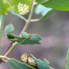 Paropsisterna cloelia (Eucalyptus variegated beetle) at Bruce Ridge - 6 Jan 2024 by Hejor1