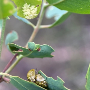 Paropsisterna cloelia at Bruce Ridge - 6 Jan 2024