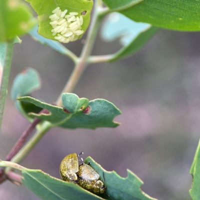 Paropsisterna cloelia (Eucalyptus variegated beetle) at Bruce Ridge - 6 Jan 2024 by Hejor1