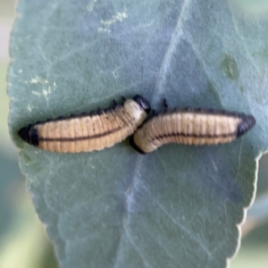 Paropsisterna cloelia at Bruce Ridge - 6 Jan 2024