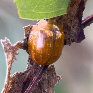 Paropsisterna cloelia at Bruce Ridge - 6 Jan 2024