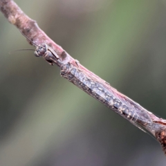 Theristria delicatula (A Mantidfly) at O'Connor, ACT - 6 Jan 2024 by Hejor1