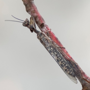 Theristria delicatula at O'Connor, ACT - 6 Jan 2024