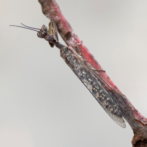 Theristria delicatula at O'Connor, ACT - 6 Jan 2024