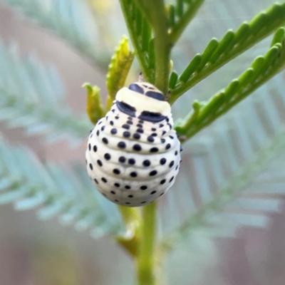 Dicranosterna immaculata (Acacia leaf beetle) at Bruce Ridge - 6 Jan 2024 by Hejor1