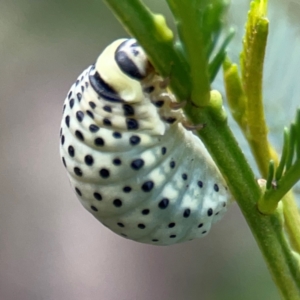 Dicranosterna immaculata at Bruce Ridge - 6 Jan 2024