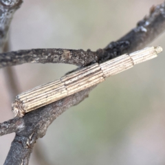Lepidoscia arctiella (Tower Case Moth) at Bruce Ridge - 6 Jan 2024 by Hejor1