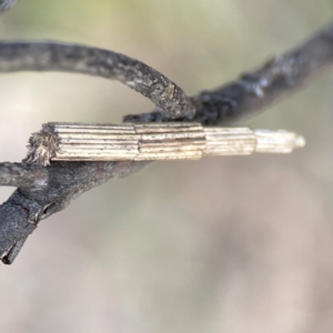 Lepidoscia arctiella at Bruce Ridge - 6 Jan 2024