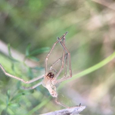 Sparassidae (family) (A Huntsman Spider) at Bruce Ridge - 6 Jan 2024 by Hejor1