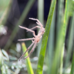 Sparassidae (family) at Bruce Ridge - 6 Jan 2024