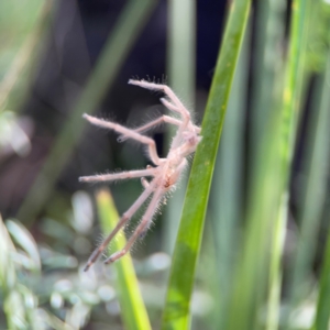 Sparassidae (family) at Bruce Ridge - 6 Jan 2024