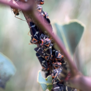 Eurymeloides pulchra at Bruce Ridge - 6 Jan 2024