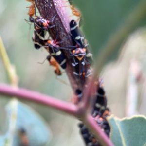 Eurymeloides pulchra at Bruce Ridge - 6 Jan 2024