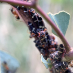 Eurymeloides pulchra at Bruce Ridge - 6 Jan 2024