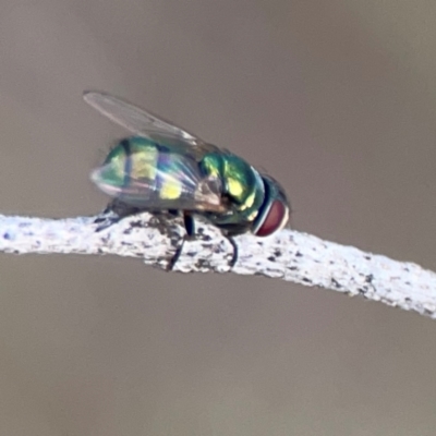 Chrysomya sp. (genus) (A green/blue blowfly) at Bruce Ridge - 6 Jan 2024 by Hejor1