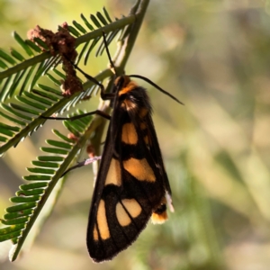 Amata (genus) at Bruce Ridge - 6 Jan 2024