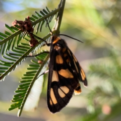 Amata (genus) at Bruce Ridge - 6 Jan 2024