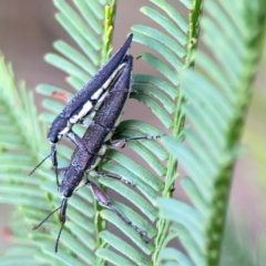 Rhinotia sparsa (A belid weevil) at Bruce Ridge - 6 Jan 2024 by Hejor1