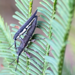 Rhinotia sparsa at Bruce Ridge - 6 Jan 2024 06:31 PM