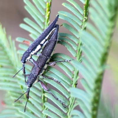 Rhinotia sparsa (A belid weevil) at Bruce Ridge - 6 Jan 2024 by Hejor1