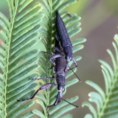 Rhinotia sparsa at Bruce Ridge - 6 Jan 2024 06:31 PM