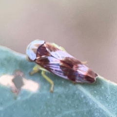 Rosopaella cuprea at Bruce Ridge - 6 Jan 2024