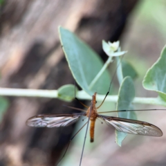 Leptotarsus (Macromastix) costalis (Common Brown Crane Fly) at Bruce Ridge - 6 Jan 2024 by Hejor1
