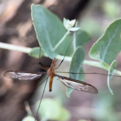 Leptotarsus (Macromastix) costalis at Bruce Ridge - 6 Jan 2024