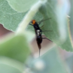 Braconidae (family) (Unidentified braconid wasp) at Bruce Ridge - 6 Jan 2024 by Hejor1