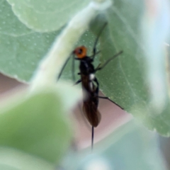 Braconidae (family) at Bruce Ridge - 6 Jan 2024