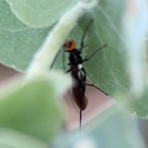 Braconidae (family) at Bruce Ridge - 6 Jan 2024