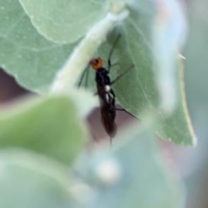 Braconidae (family) at Bruce Ridge - 6 Jan 2024