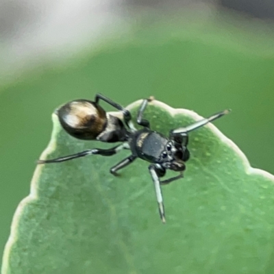 Myrmarachne luctuosa (Polyrachis Ant Mimic Spider) at Bruce Ridge - 6 Jan 2024 by Hejor1