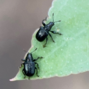 Euops sp. (genus) at Bruce Ridge - 6 Jan 2024