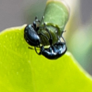 Euops sp. (genus) at Bruce Ridge - 6 Jan 2024